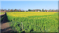 Late Flowering Field