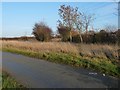 Wide verge on Seamer Road