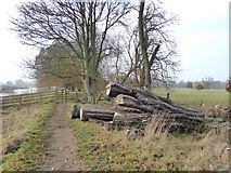 SE5158 : Fallen tree in Beningbrough Park by Oliver Dixon
