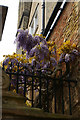 TL4458 : Wisteria peeping over the wall of Trinity College, on  Trinity Lane, Cambridge by Christopher Hilton
