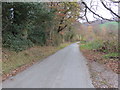 Tree-lined minor road heading towards Bontuchel