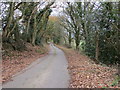 A section of tree-lined minor road between Sceibion Bach and Ysgeibion Farm