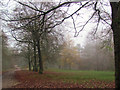 The Track to Boddington Bank in November, Wendover Woods