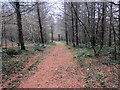 Llwybr Coedog / Wooded path