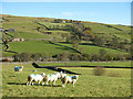 Upper Weardale around West Blackdene (2)