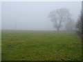 Grazing, Bramhope