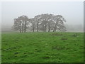 Grazing and trees near Stubbings Farm