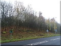 Wooded bank beside the A660