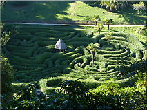 SW7727 : Glendurgan Garden maze by Chris Gunns