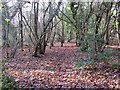 Autumns crop of fallen leaves hides this woodland footpath