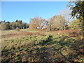 Footpath in Shrubland Park