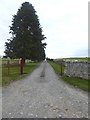 N3154 : Driveway at Rathtrim by Oliver Dixon