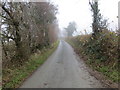 Hedge and tree-lined minor road heading towards Pen Bodw