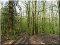 Pen-yr-allt Wood