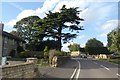 Cedar tree overhanging A607, Normanton-on-Cliffe