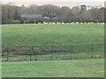 SJ8083 : Sheep near Castle Hill Farm adjoining Manchester Airport by Richard Humphrey