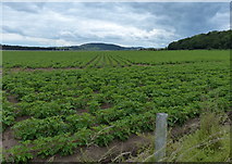 NO4424 : Farmland near Craigie Hill by Mat Fascione