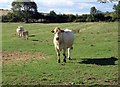 Cattle in field