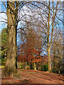 Late autumn in Beechwood Park, Newport