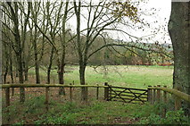 ST1137 : Pasture near West Quarkhill by Derek Harper