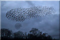 A starling murmuration at Galashiels