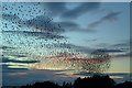 A starling murmuration at Prestwick