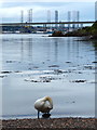 Swan on the shoreline at Newport-on-Tay