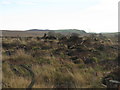 Backmoor Wood