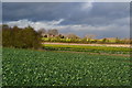 View across field towards Sutton Scotney