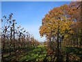 Orchard by Foxhole Lane