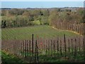 Field by Conghurst Lane