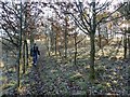 Path through Ollerton Pit Wood