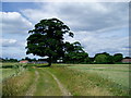 On the Permian Way approaching Hooton Levitt