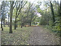 Footpath through the woods, Lower Bradley