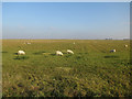 TL2290 : Sheep on Whittlesey Mere by Hugh Venables