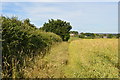 Footpath along field edge