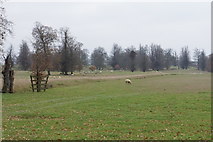 SP6736 : Parkland at Stowe House by Bill Boaden