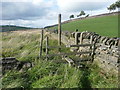 Stiles on branches of Queensbury FP21