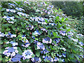 Blue flowers in a hedgerow