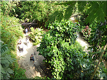 SX0455 : Eden Project - looking down on the rainforest   by Stephen Craven