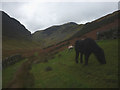 NY2218 : Fell pony above Scope Beck by Karl and Ali