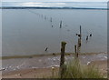 NO4928 : Fence on the shoreline at Tentsmuir Point by Mat Fascione