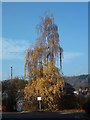 Silver birch in autumn dress