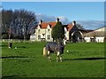 Woolthwaite Farm and a horse