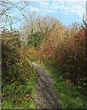SX9066 : Path into Nightingale Park by Derek Harper