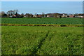 Path across field west of Peel Common