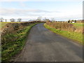 Hedge-lined minor road heading towards Maxton