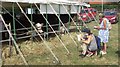 A pair of youngsters, Tenbury Show