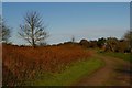 Track north across Thorpeness Common