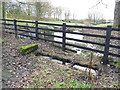 Horse trough, East Carlton